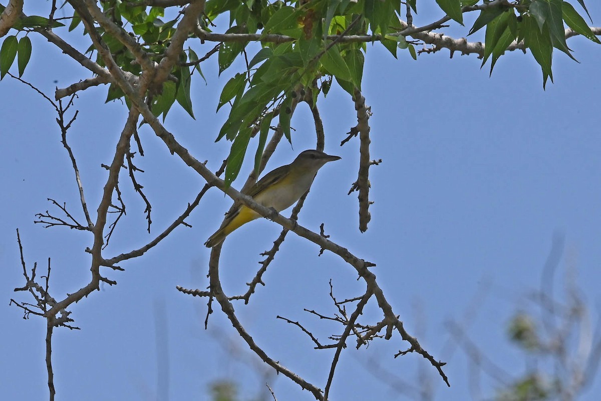 Yellow-green Vireo - Marla Hibbitts