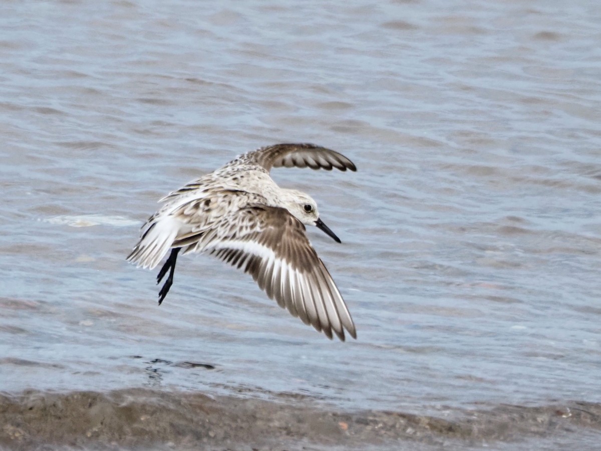 Sanderling - ML619411845