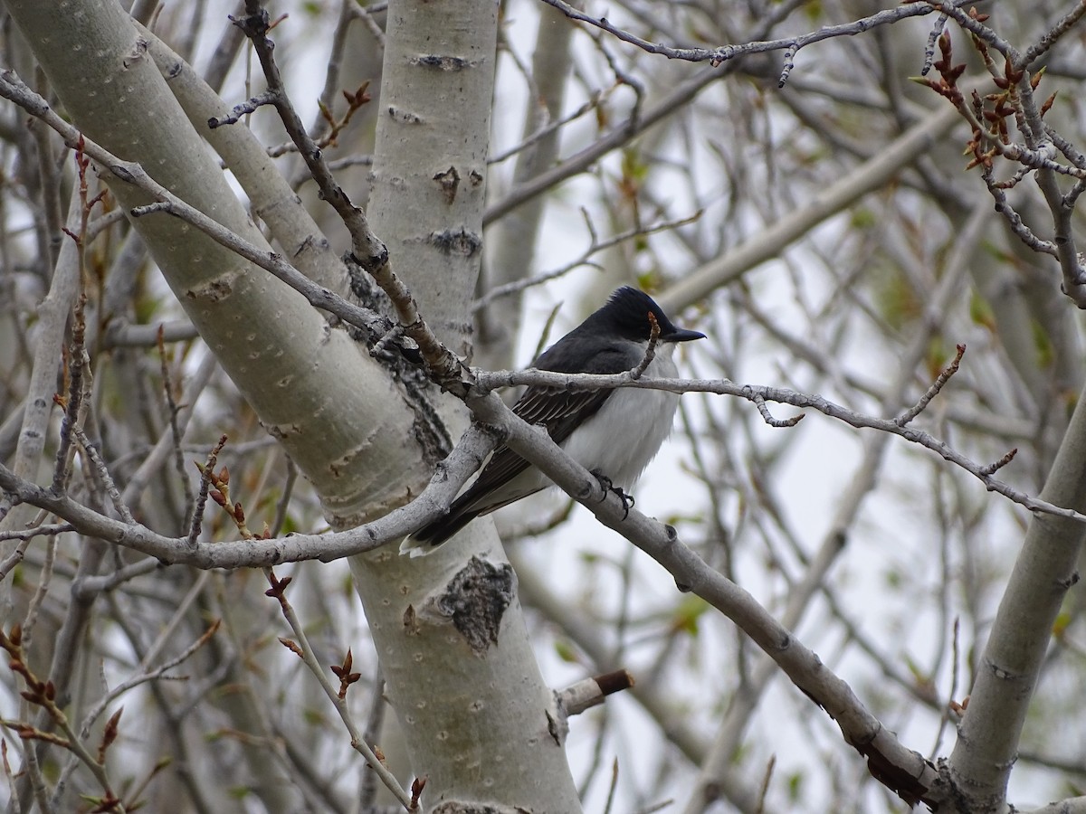 Eastern Kingbird - Kevin Williams