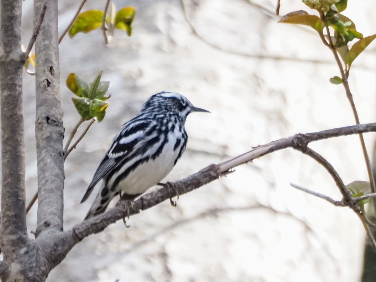 Black-and-white Warbler - ML619411864