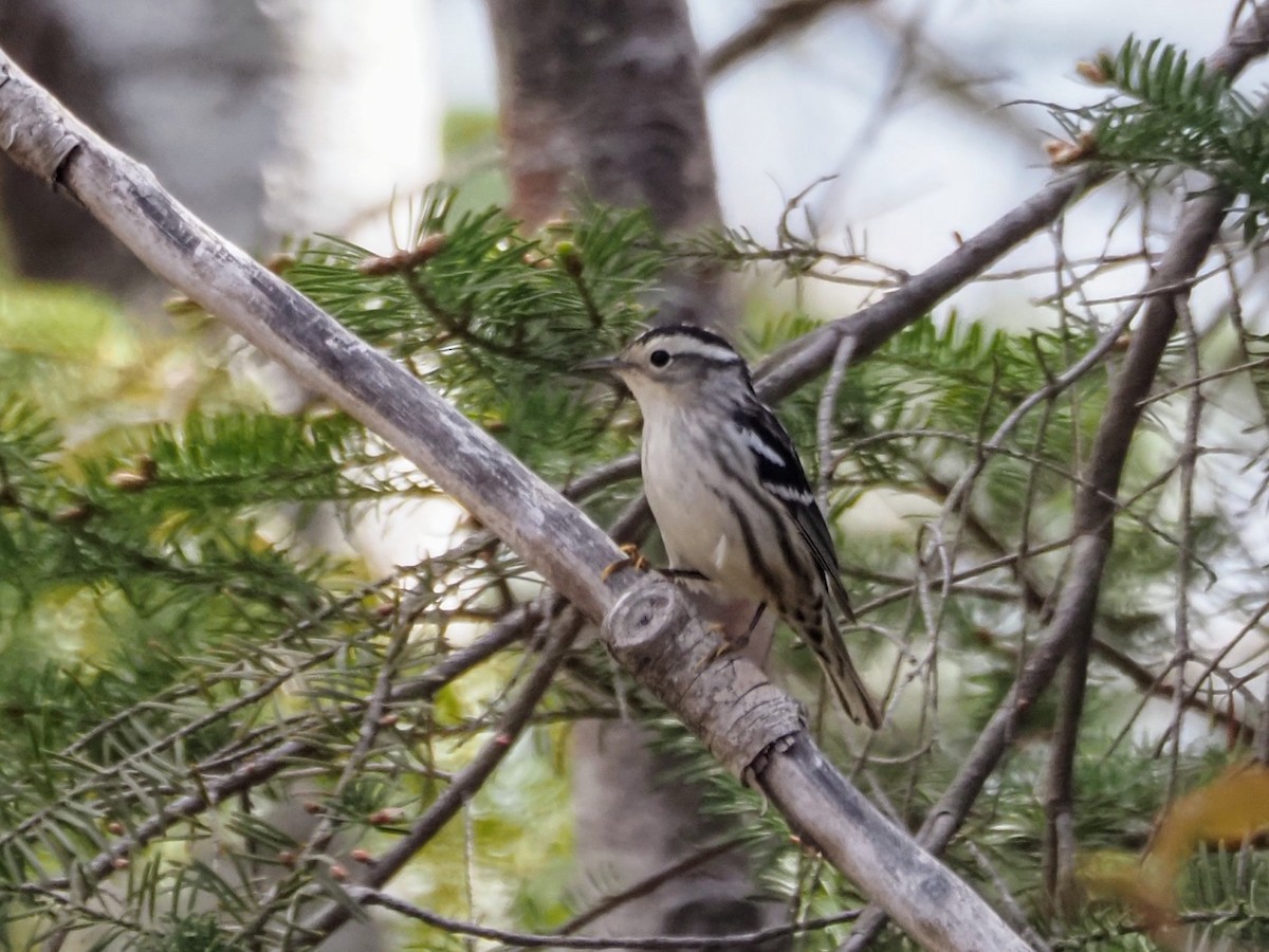 Black-and-white Warbler - Angela MacDonald