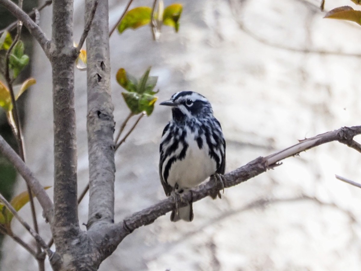 Black-and-white Warbler - ML619411866