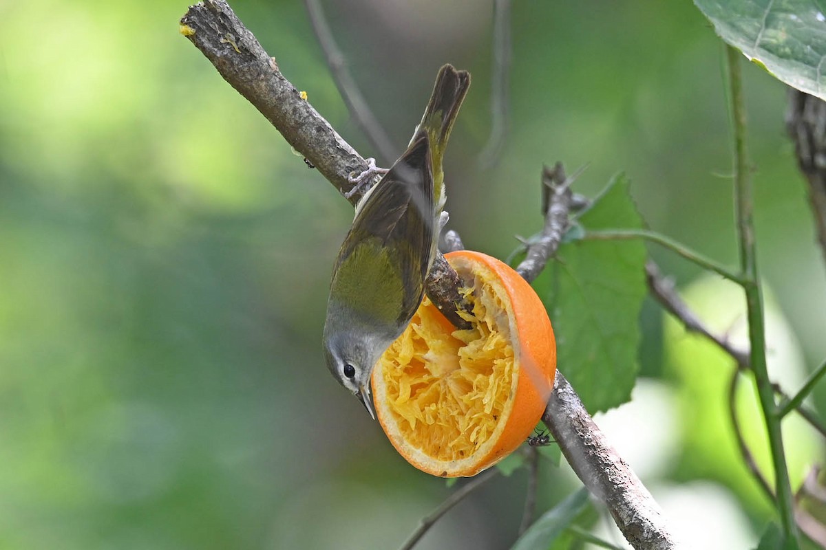 Tennessee Warbler - Marla Hibbitts