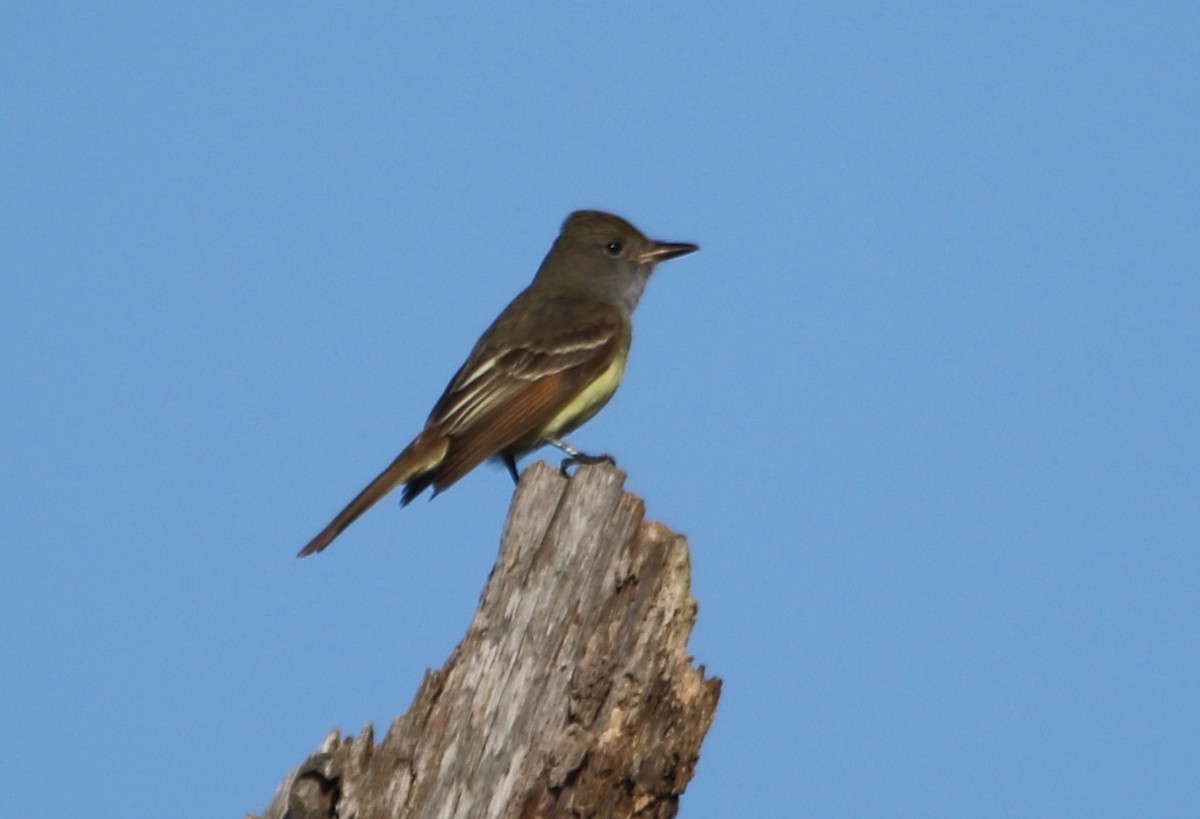 Great Crested Flycatcher - River Ahlquist