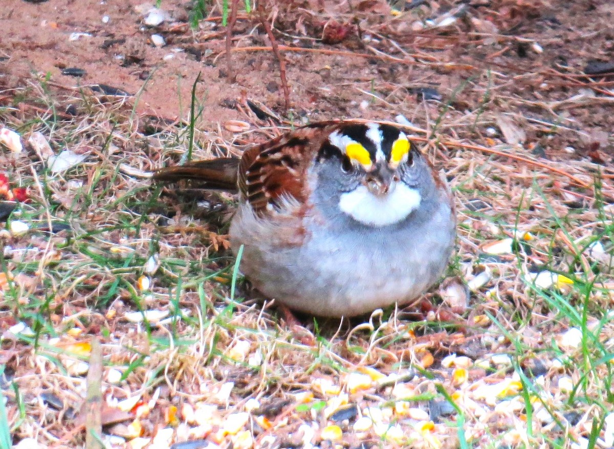 White-throated Sparrow - ML619411880
