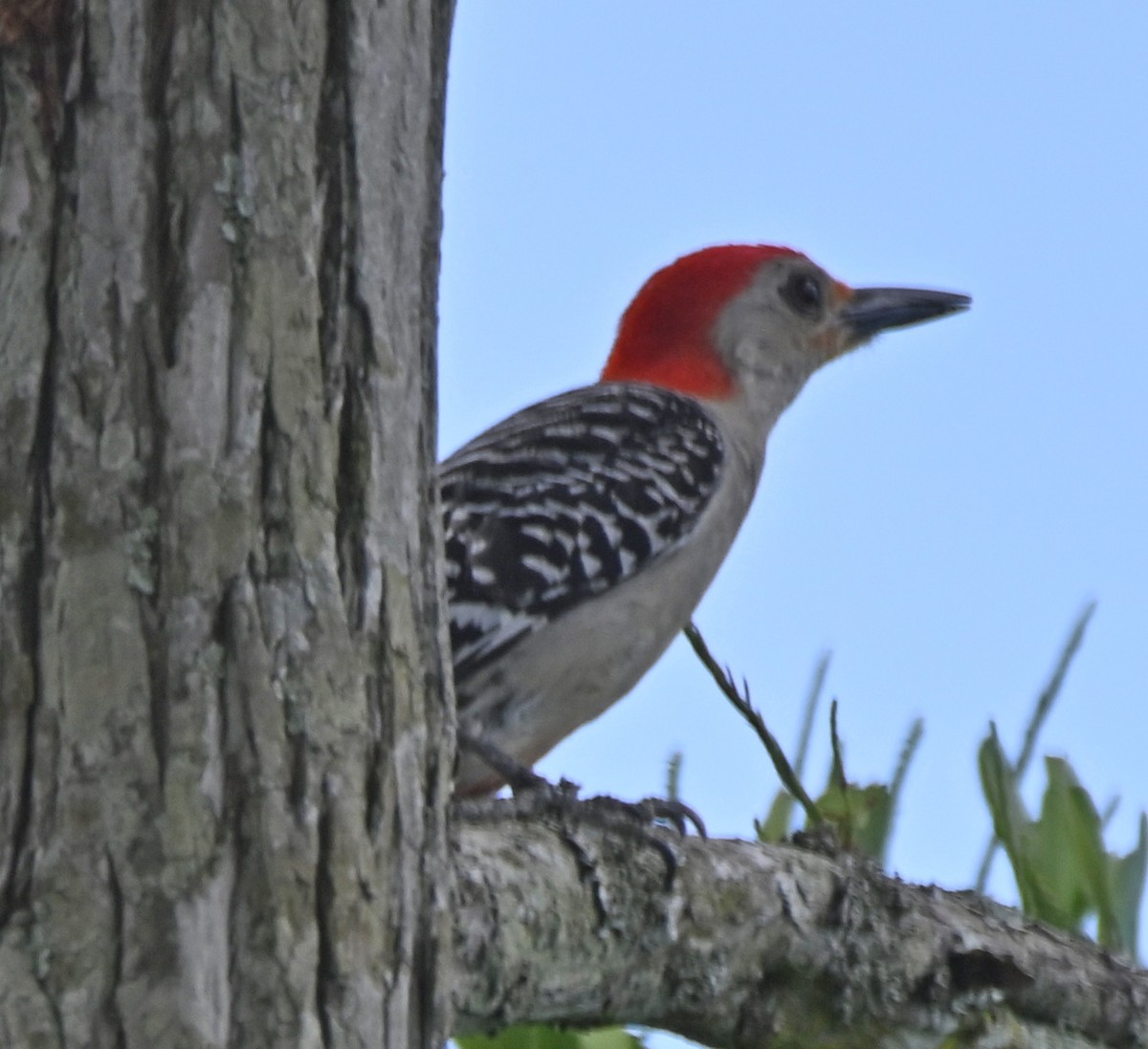 Red-bellied Woodpecker - Paula Gatrell
