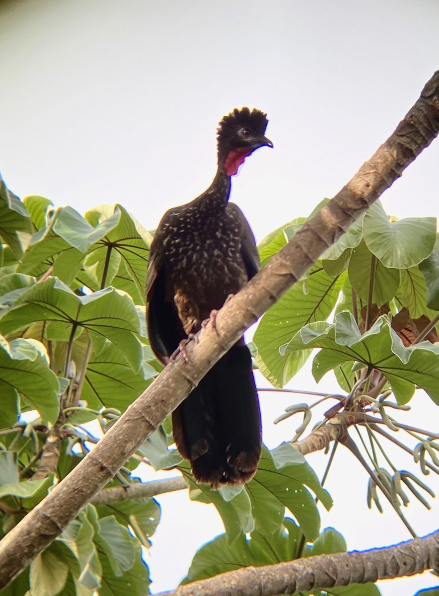 Crested Guan - Giuseppe Oliver