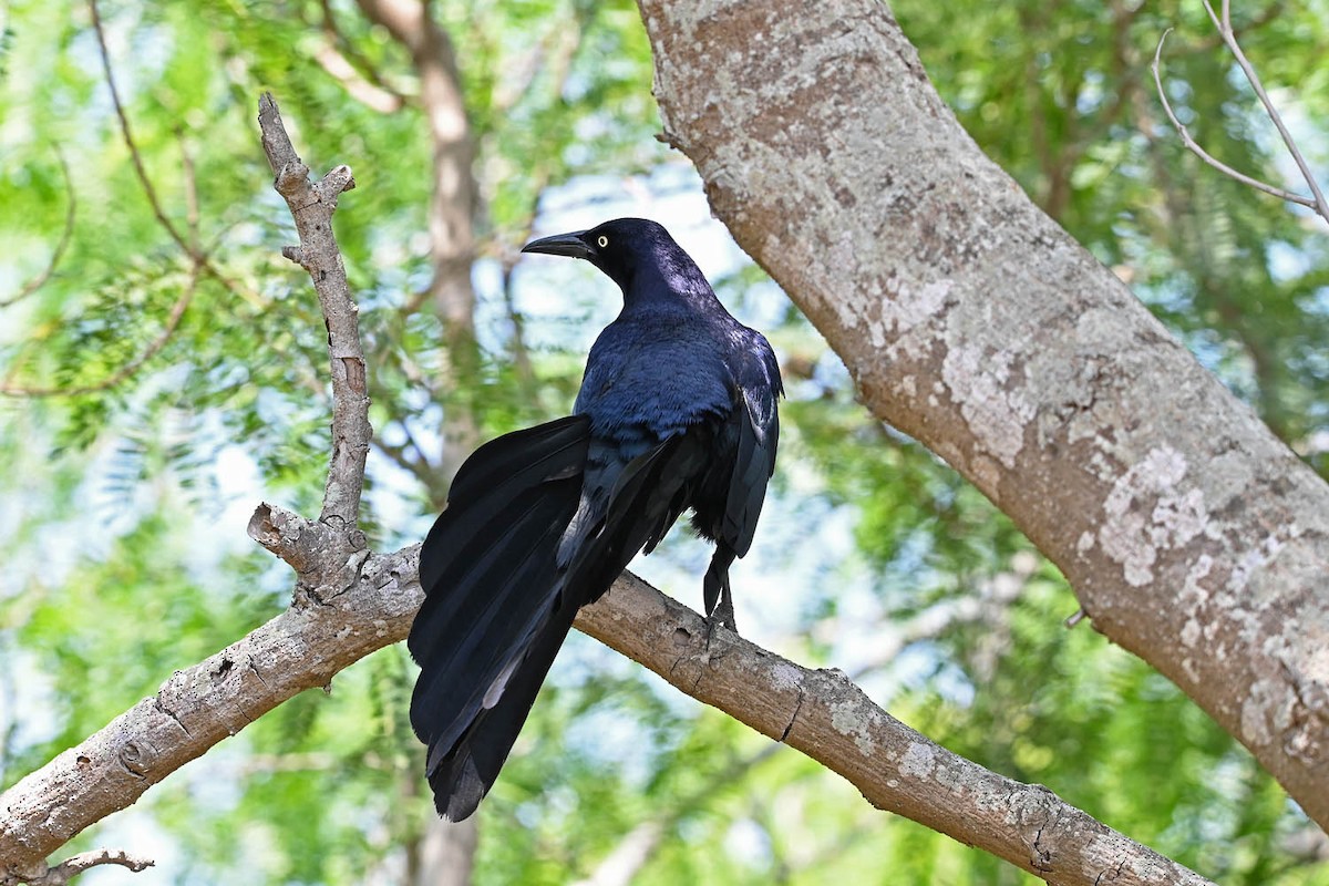 Great-tailed Grackle - Marla Hibbitts