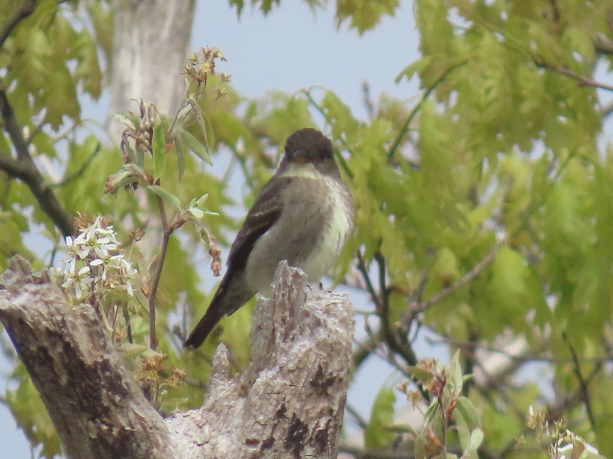 Olive-sided Flycatcher - ML619411916