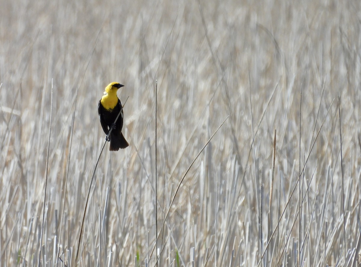 Yellow-headed Blackbird - Dana Sterner