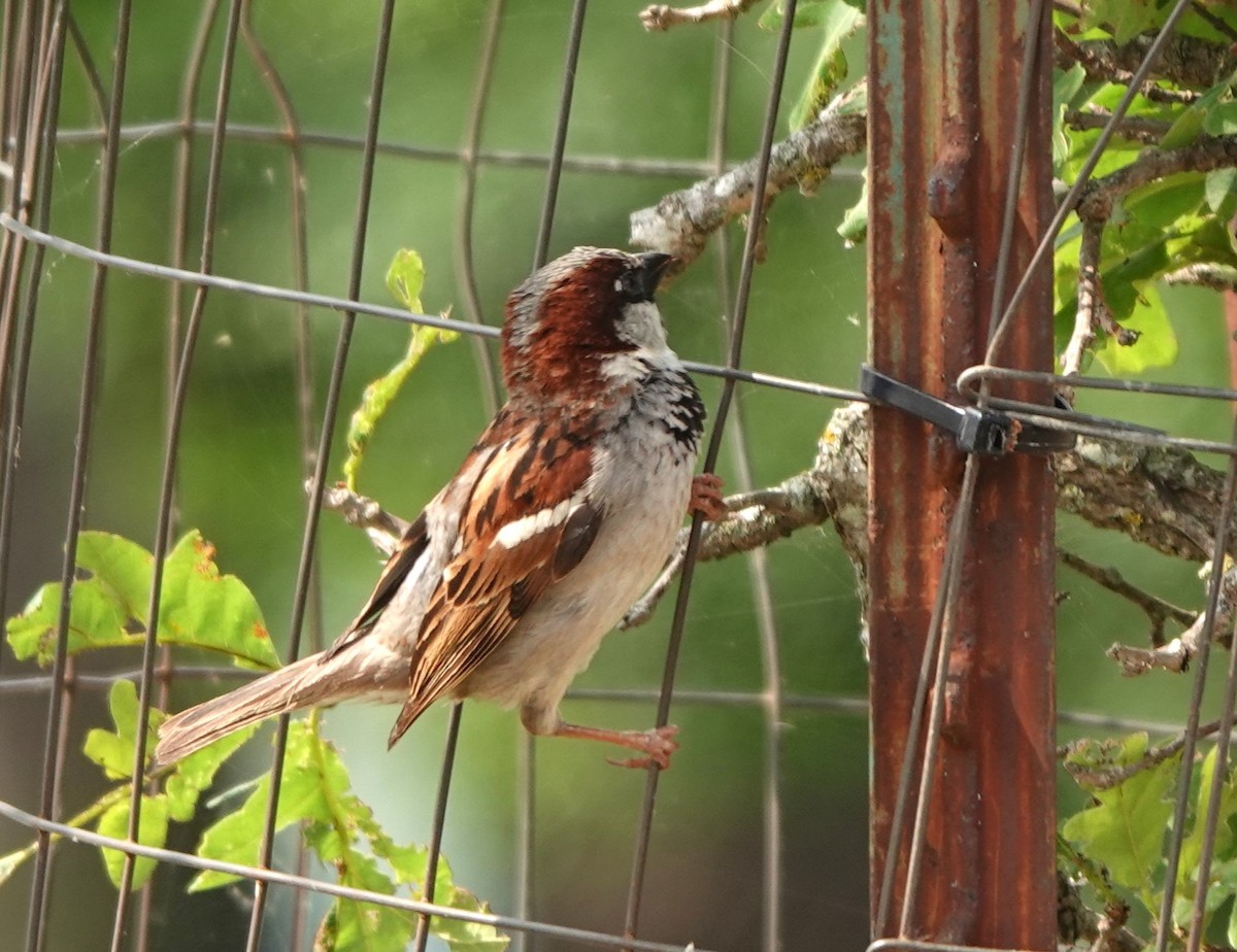 House Sparrow - ML619411920