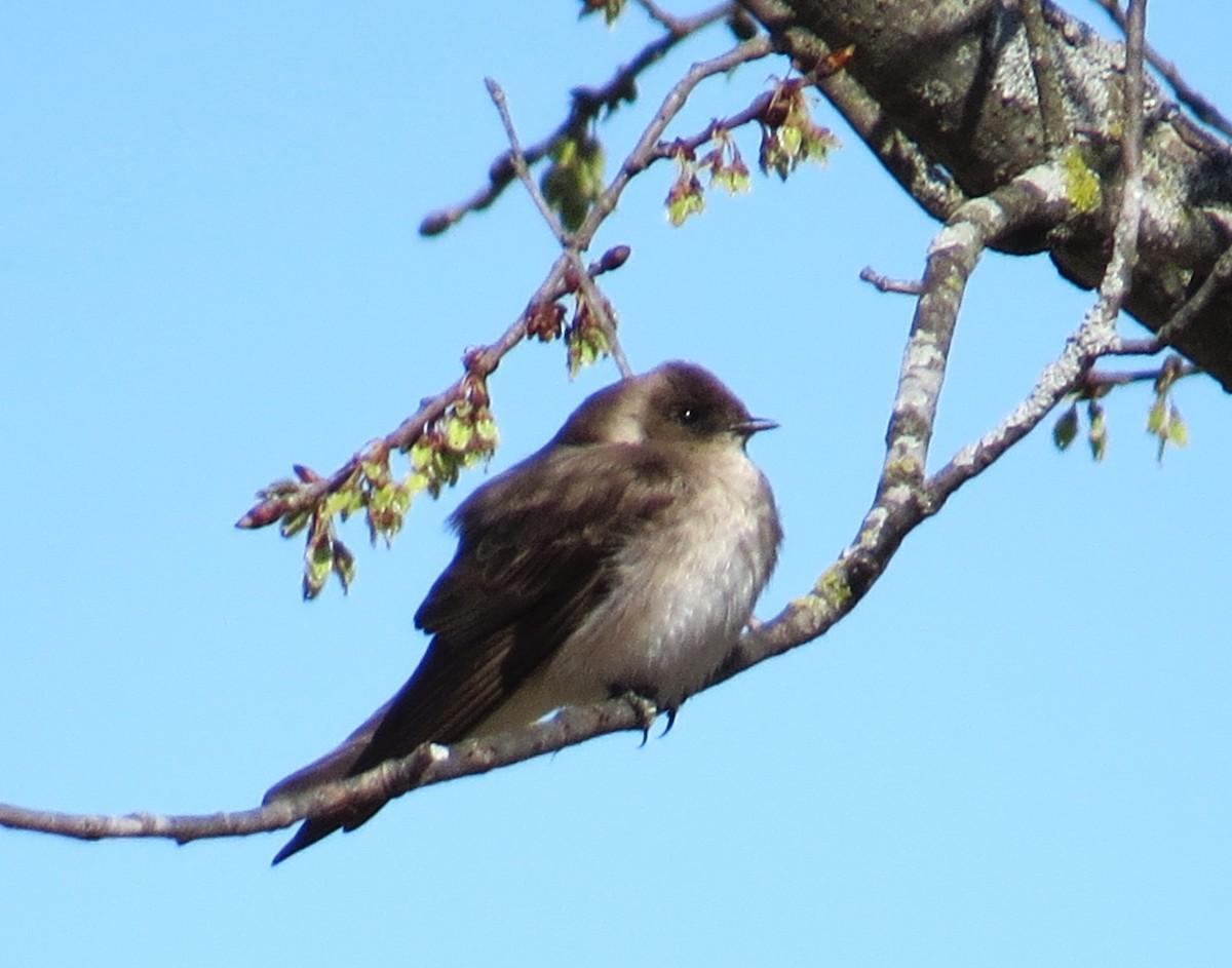 Northern Rough-winged Swallow - pamela hoyland
