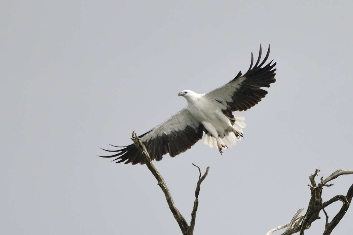 White-bellied Sea-Eagle - ML619411944