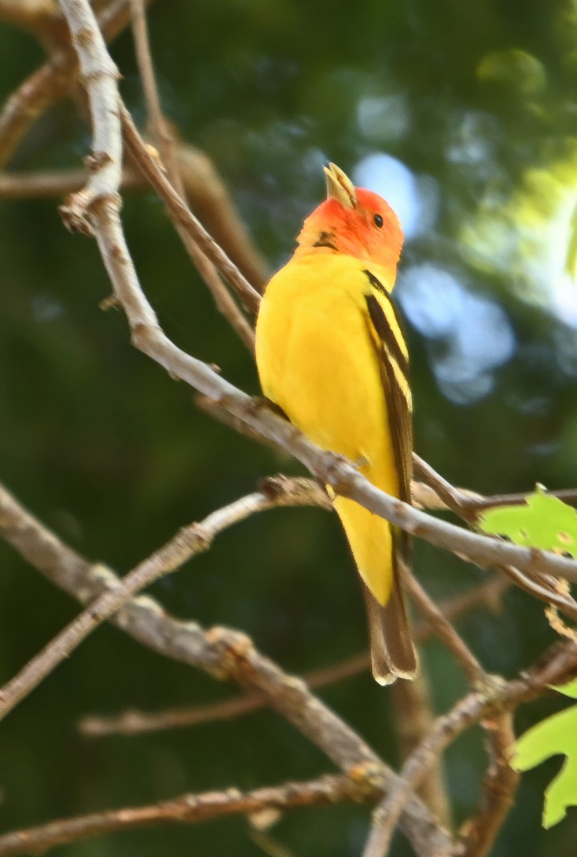 Western Tanager - Tina Greenberg