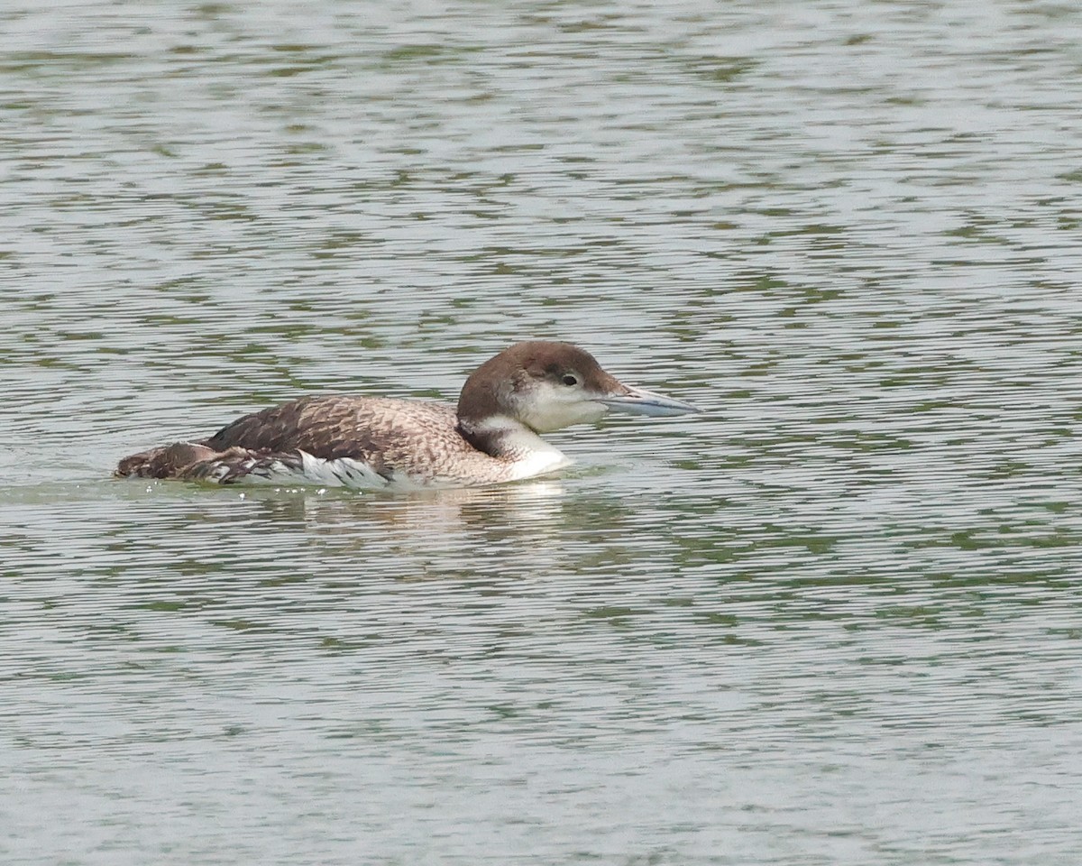 Common Loon - Letha Slagle