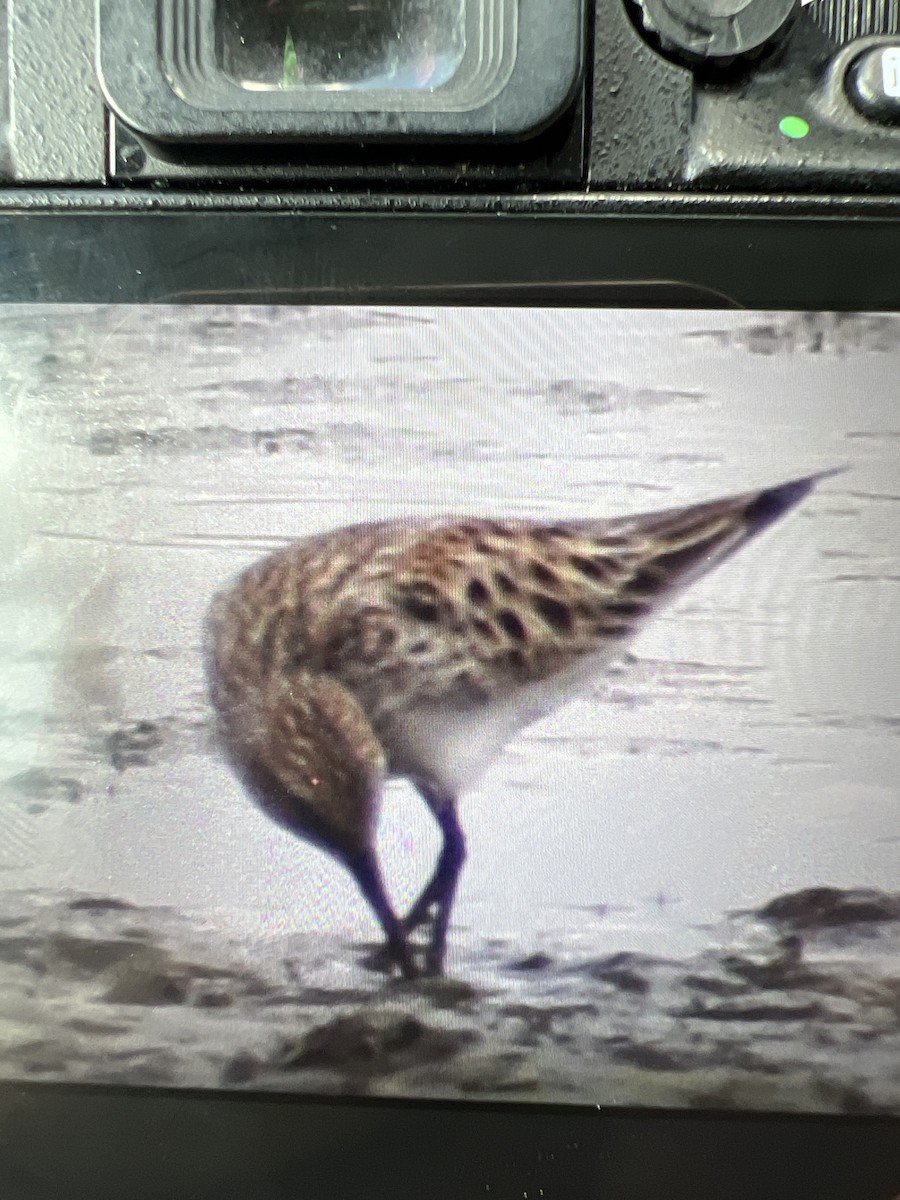 White-rumped Sandpiper - Anonymous