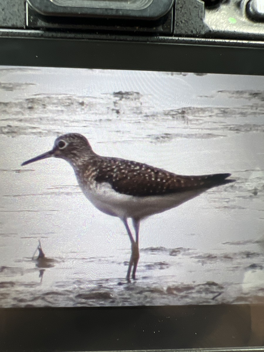 Solitary Sandpiper - Anonymous