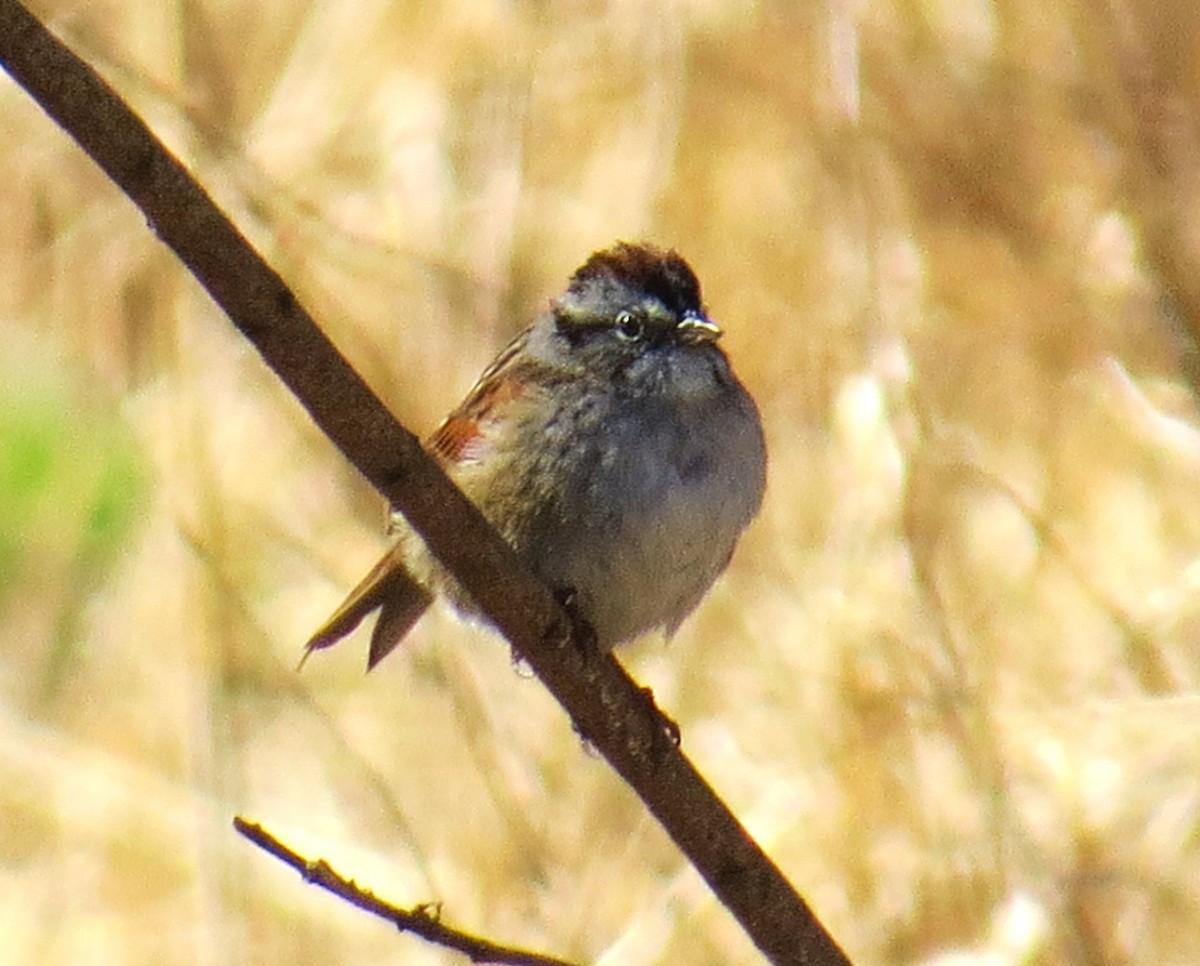 Swamp Sparrow - pamela hoyland