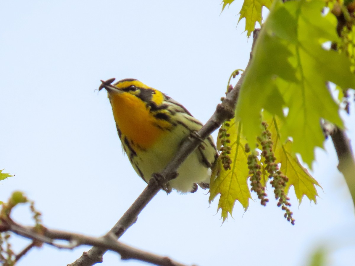 Blackburnian Warbler - Tova Mellen