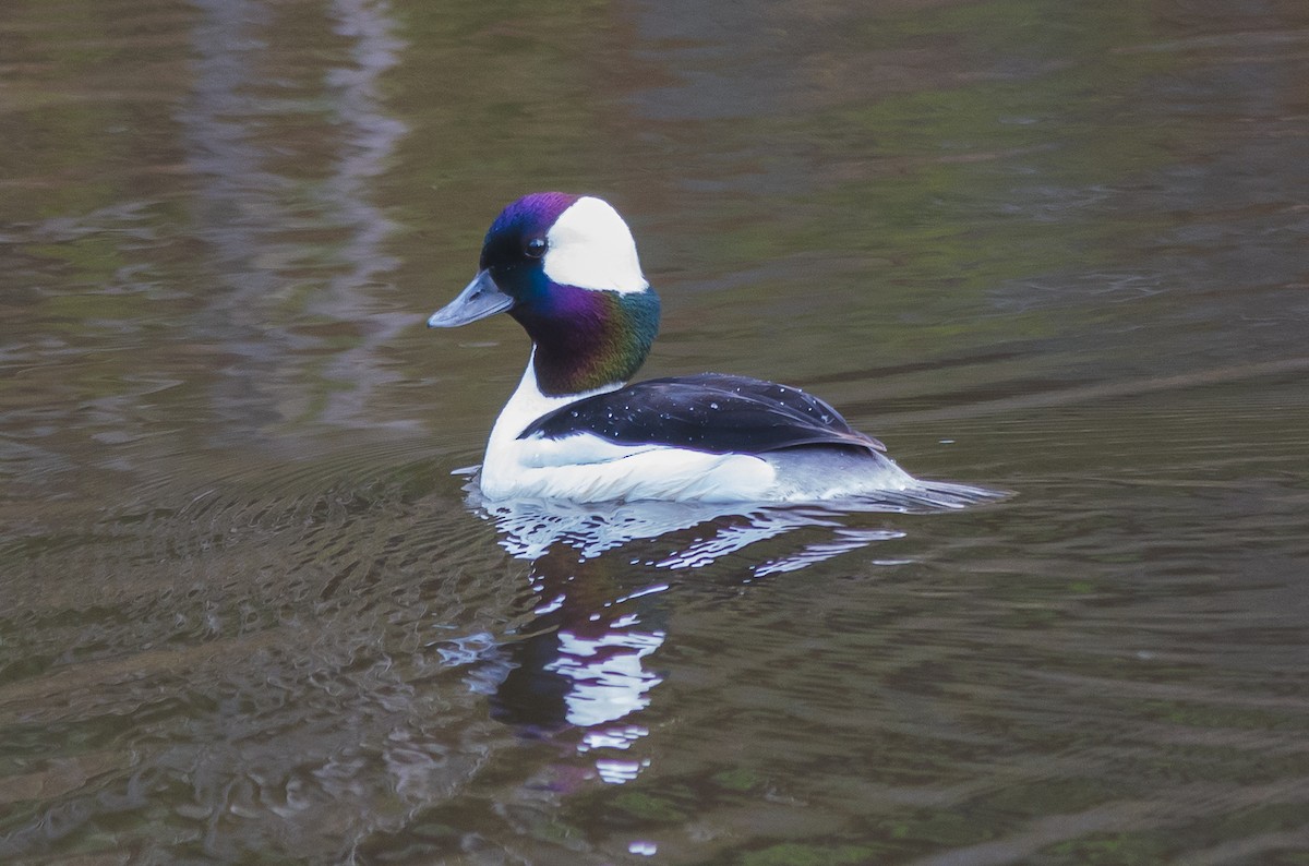 Bufflehead - Nick Carter