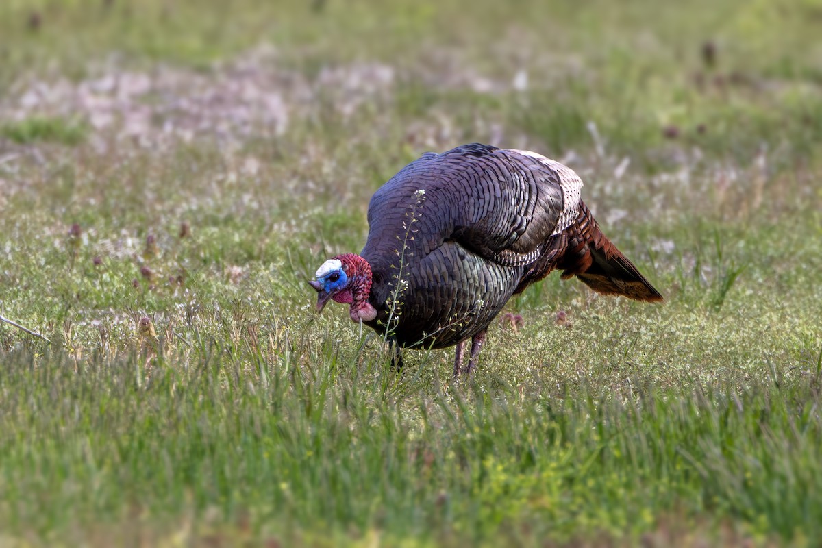 Wild Turkey - Norman Franke