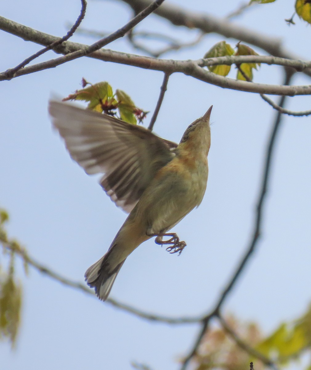 Bay-breasted Warbler - Tova Mellen