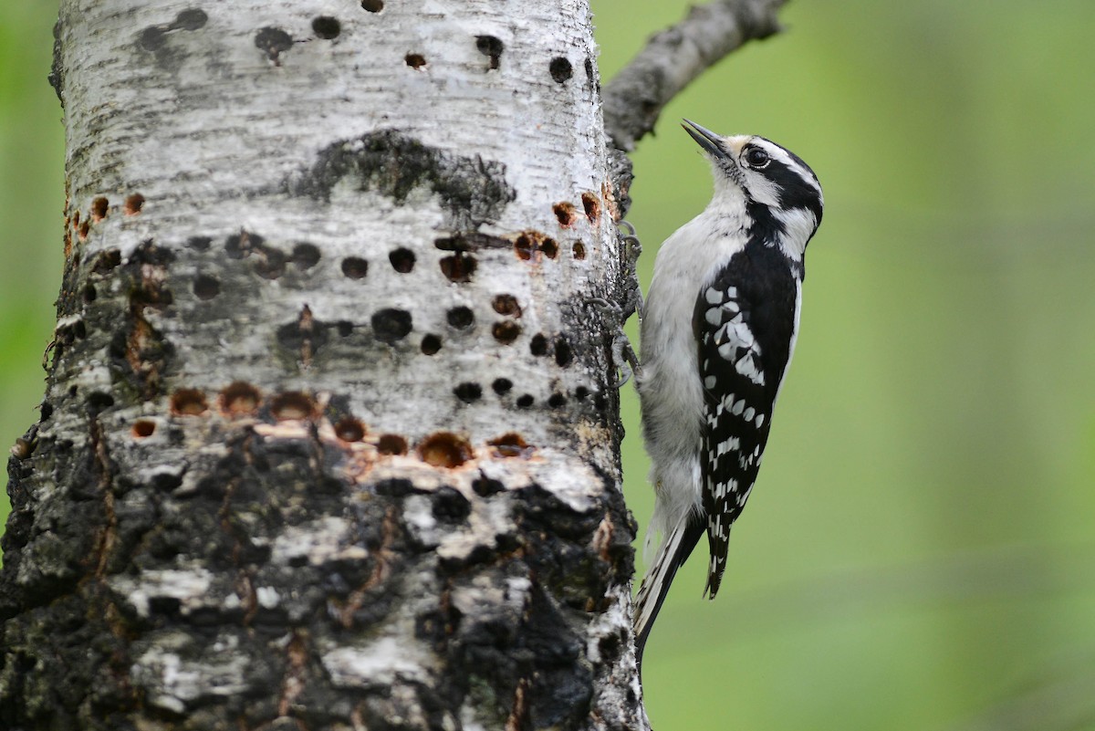 Downy Woodpecker - Daniel Thibault