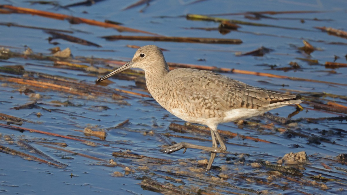 Willet - Curtis McCamy