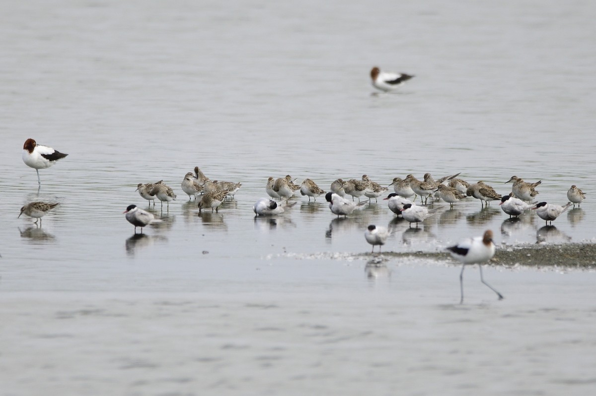 Sharp-tailed Sandpiper - Ken Crawley