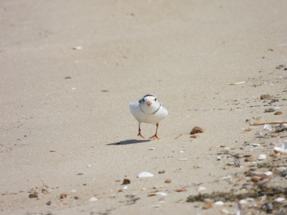 Piping Plover - Pat Whittle