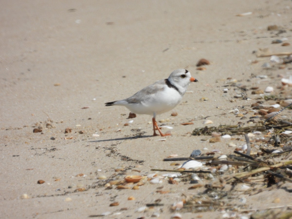 Piping Plover - Pat Whittle