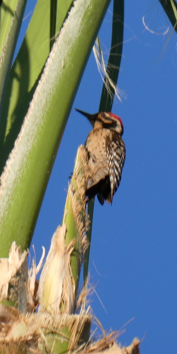 Ladder-backed Woodpecker - K K