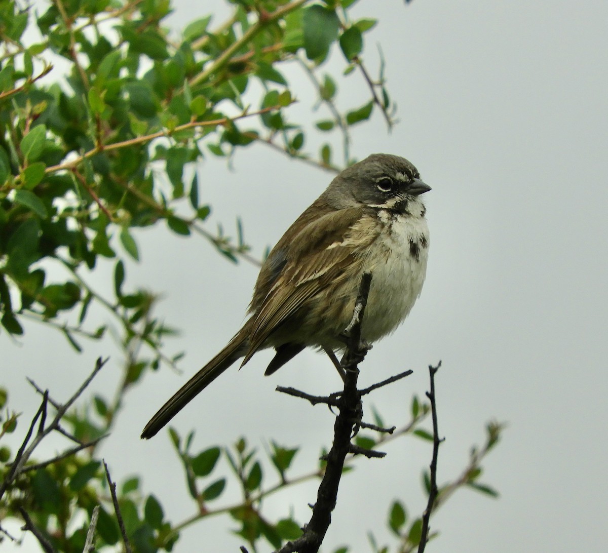 Bell's Sparrow (belli) - Dan Stoebel