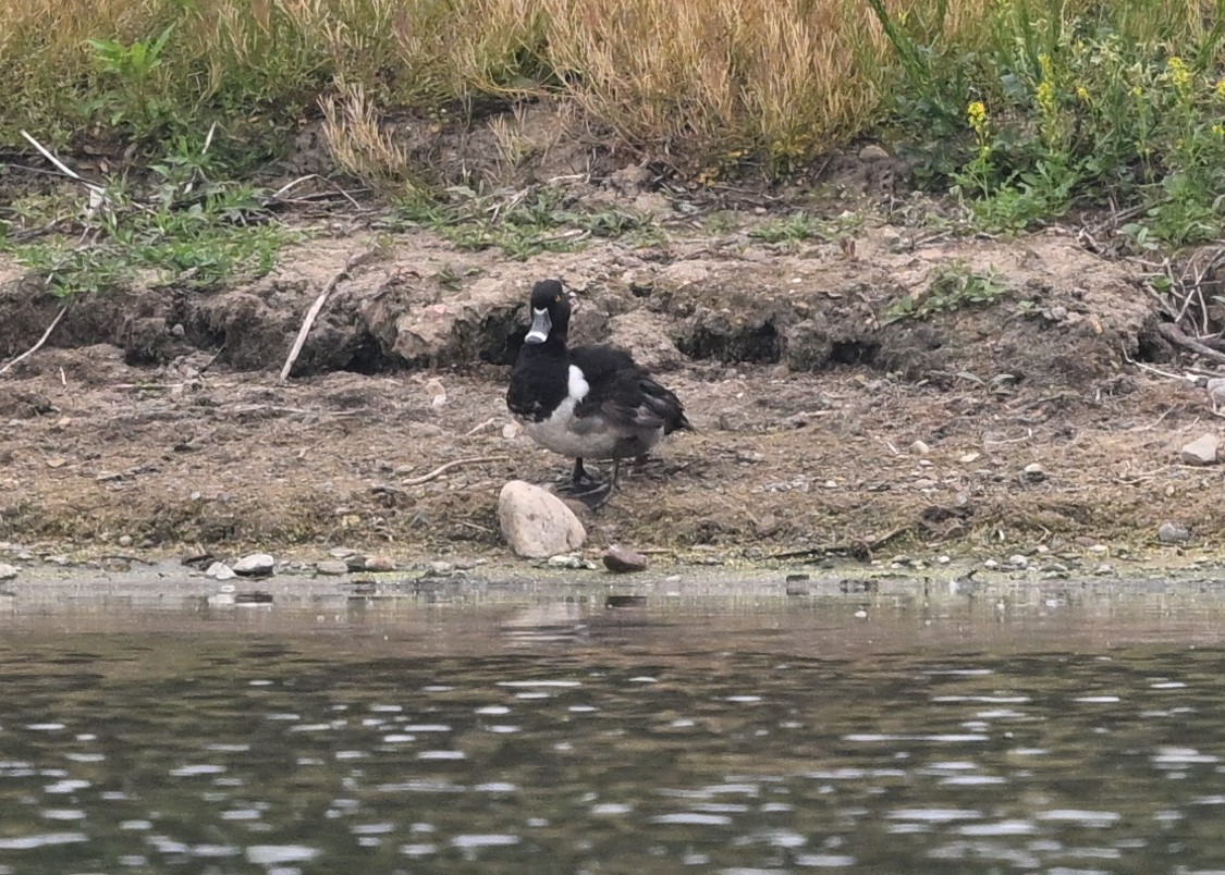 Ring-necked Duck - James Markham