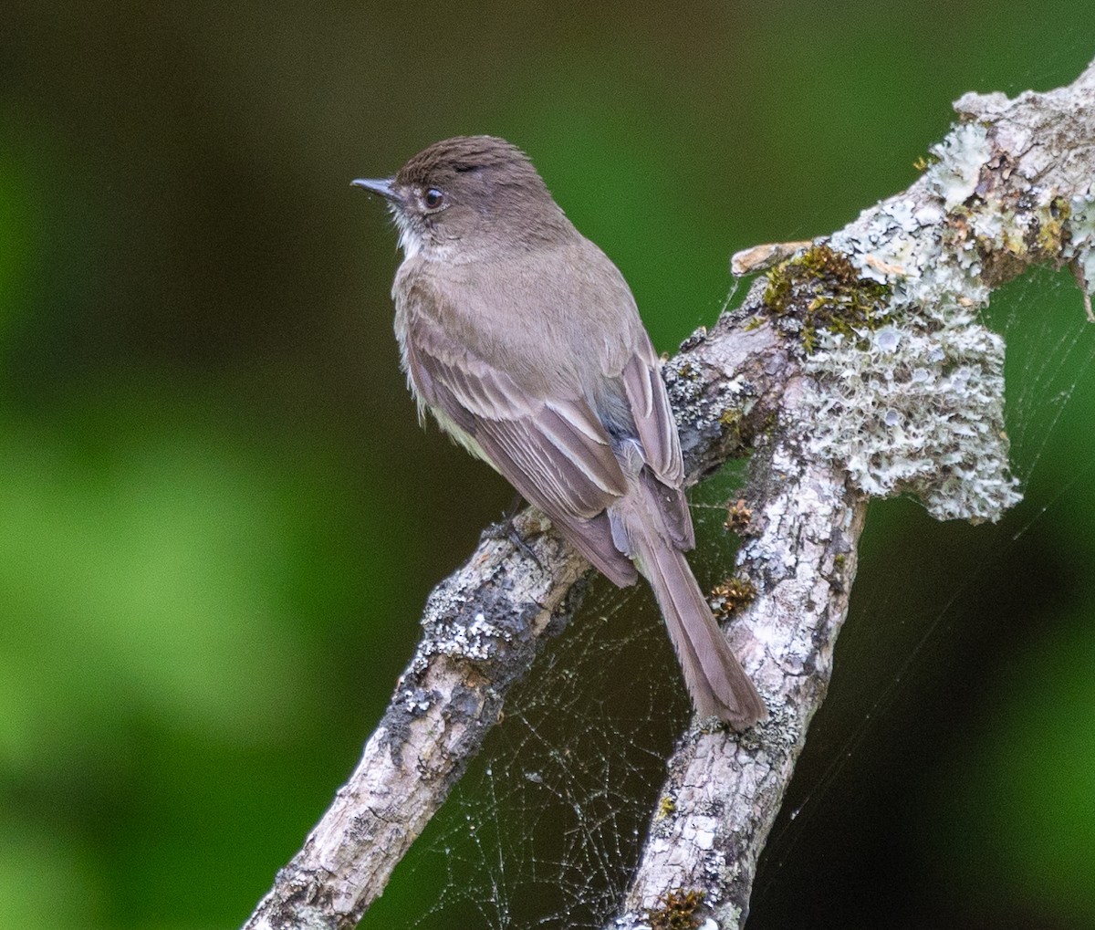 Eastern Phoebe - ML619412052