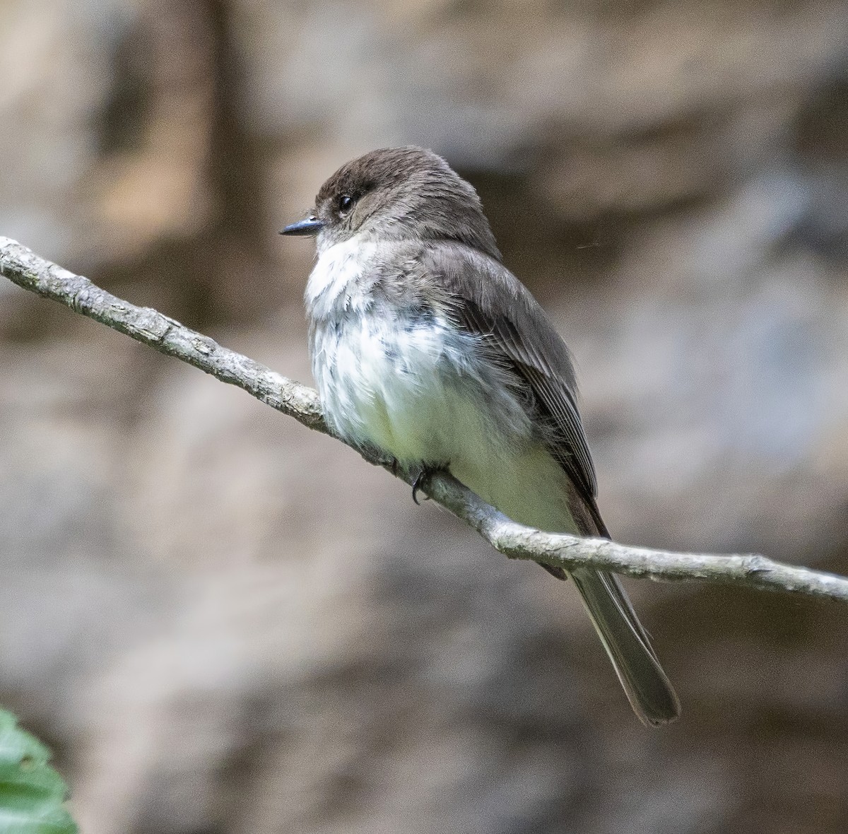 Eastern Phoebe - ML619412053