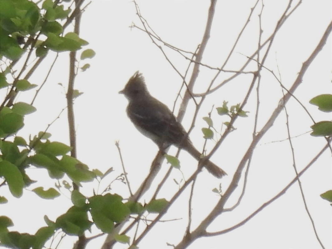 Yellow-bellied Elaenia - Jhon Carlos Andres Rivera Higuera