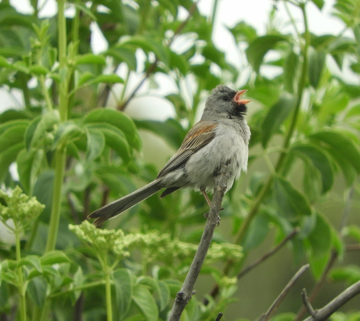 Black-chinned Sparrow - Dan Stoebel