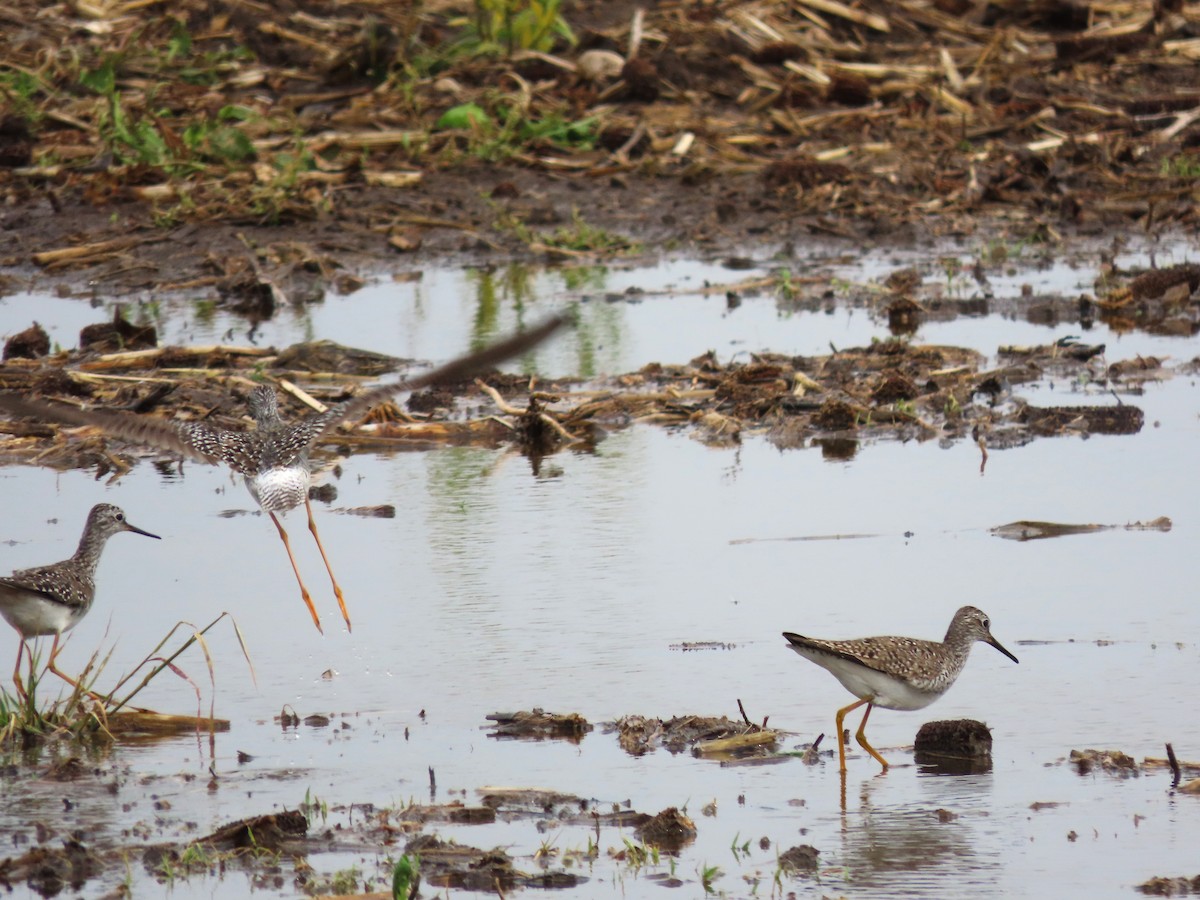 Lesser Yellowlegs - Dave&Kerry Sehloff