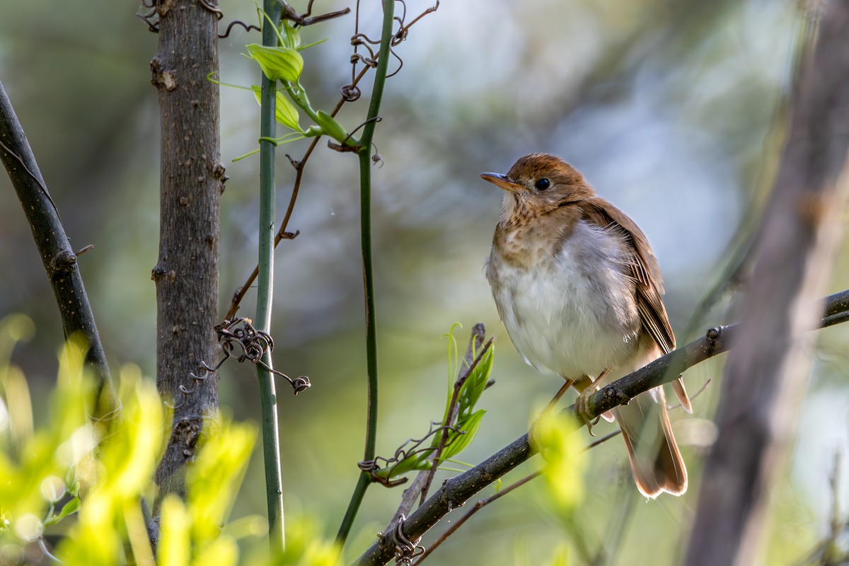 Veery - Norman Franke