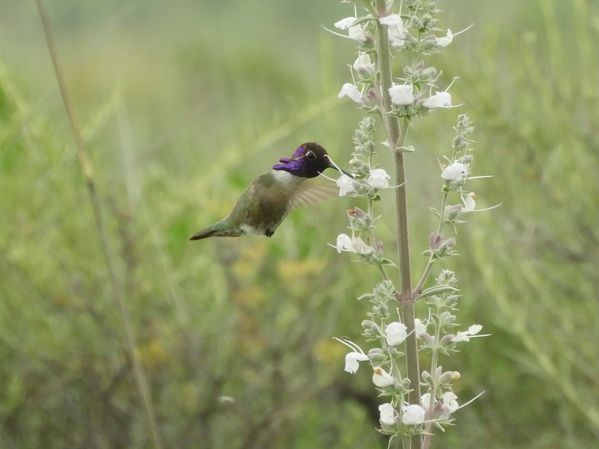 Colibri de Costa - ML619412061