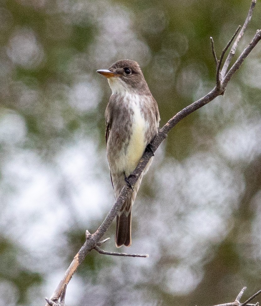 Olive-sided Flycatcher - Patty Drew