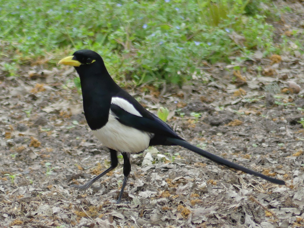 Yellow-billed Magpie - Diana Byrne