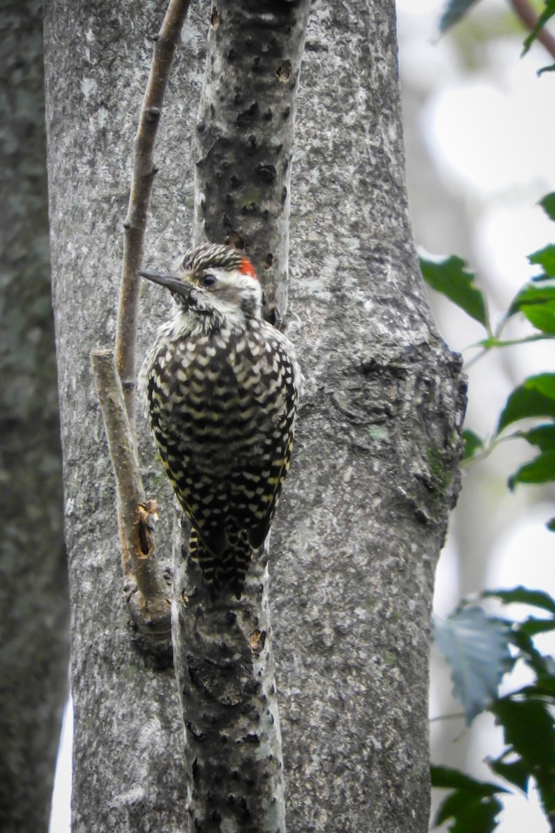 Checkered Woodpecker - Leonardo Zoat