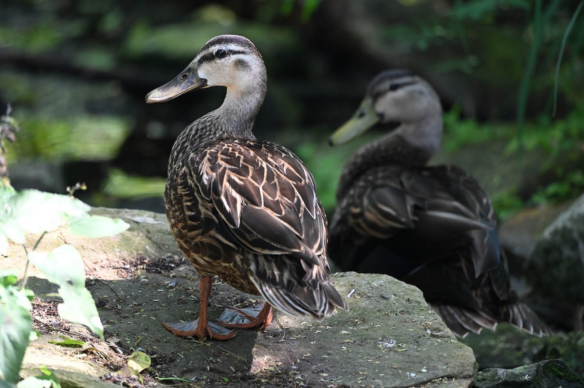 Mottled Duck - Marla Hibbitts