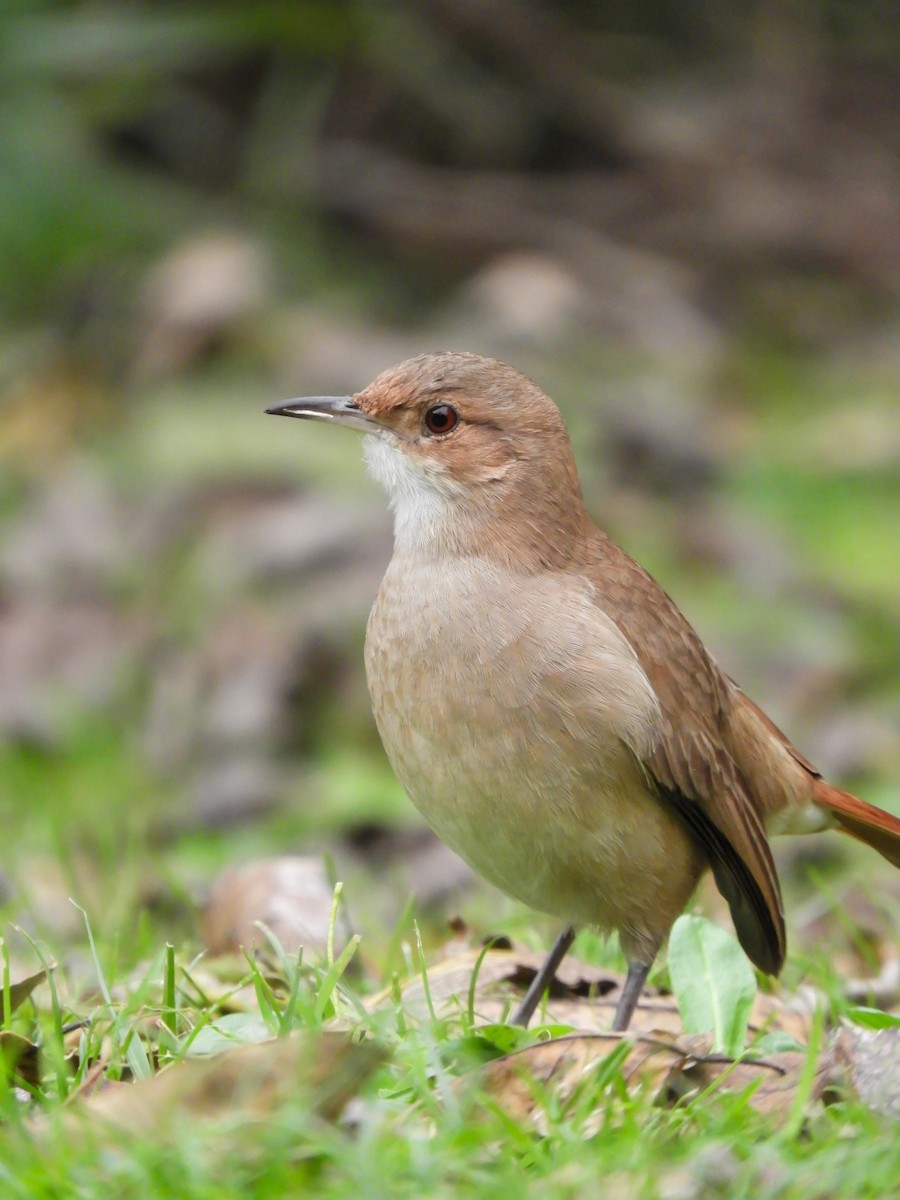 Rufous Hornero - Leonardo Zoat