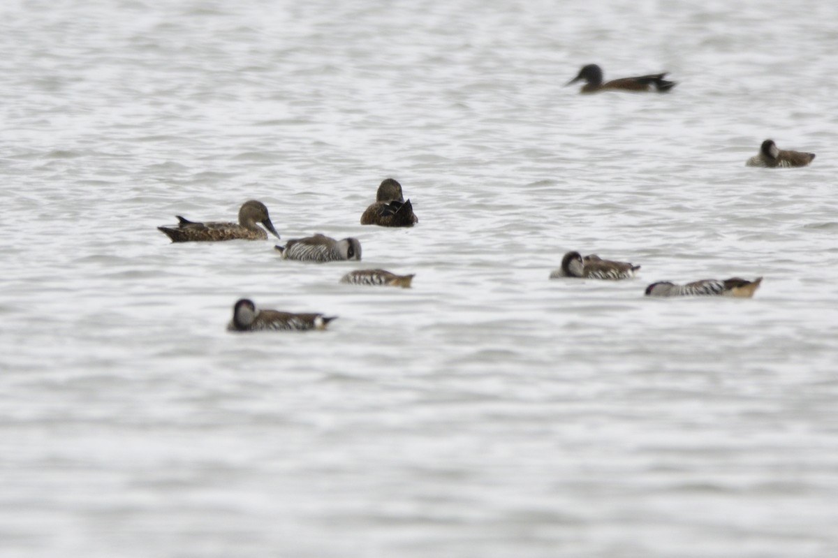 Australasian Shoveler - Ken Crawley