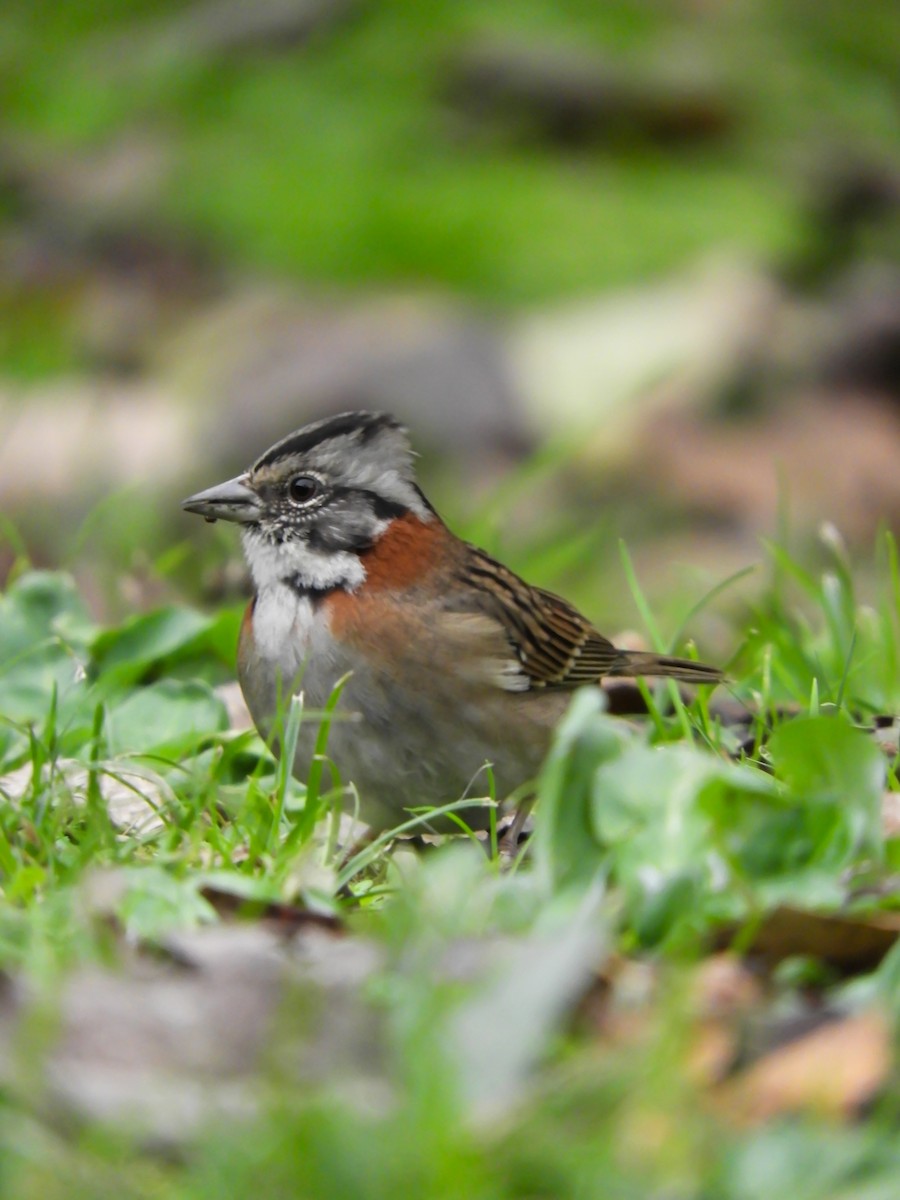 Rufous-collared Sparrow - Leonardo Zoat