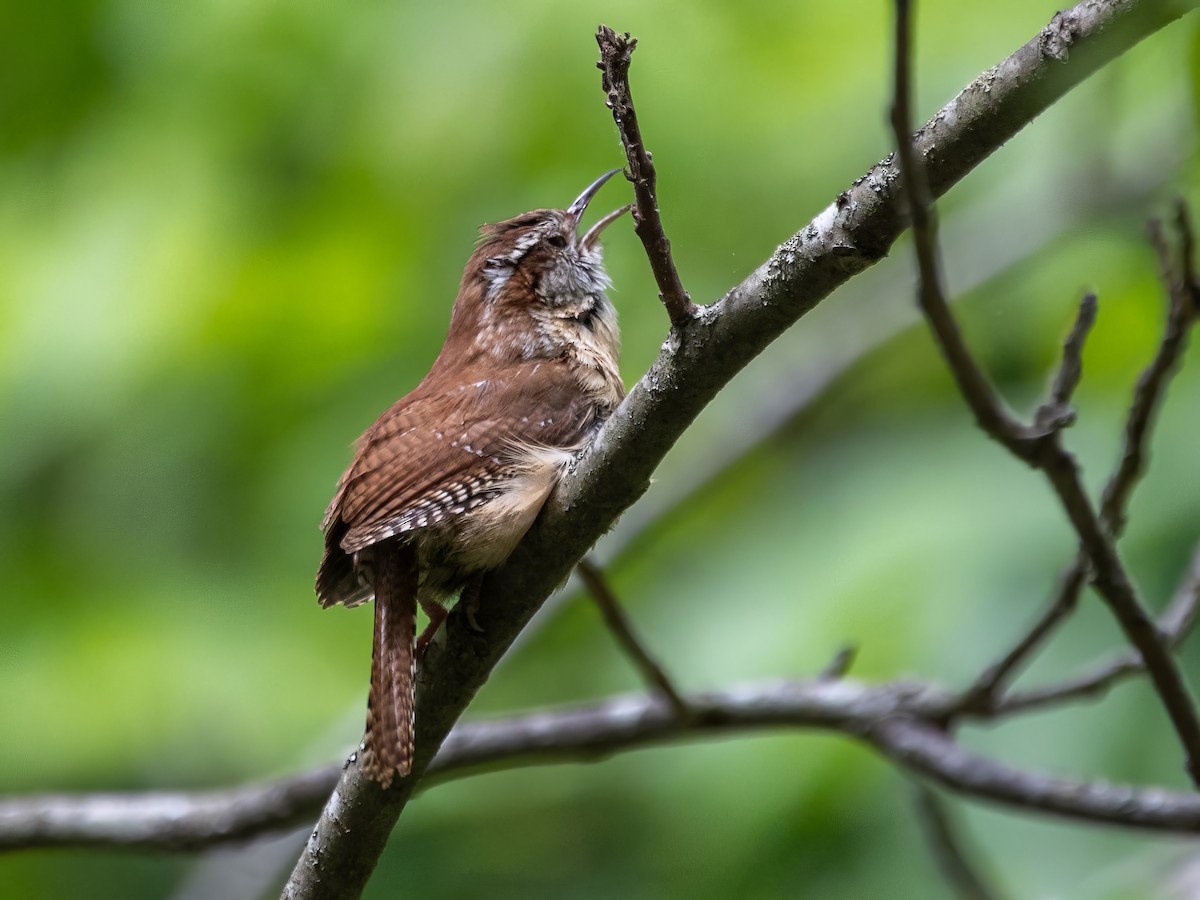 Carolina Wren - Paul  Bueren