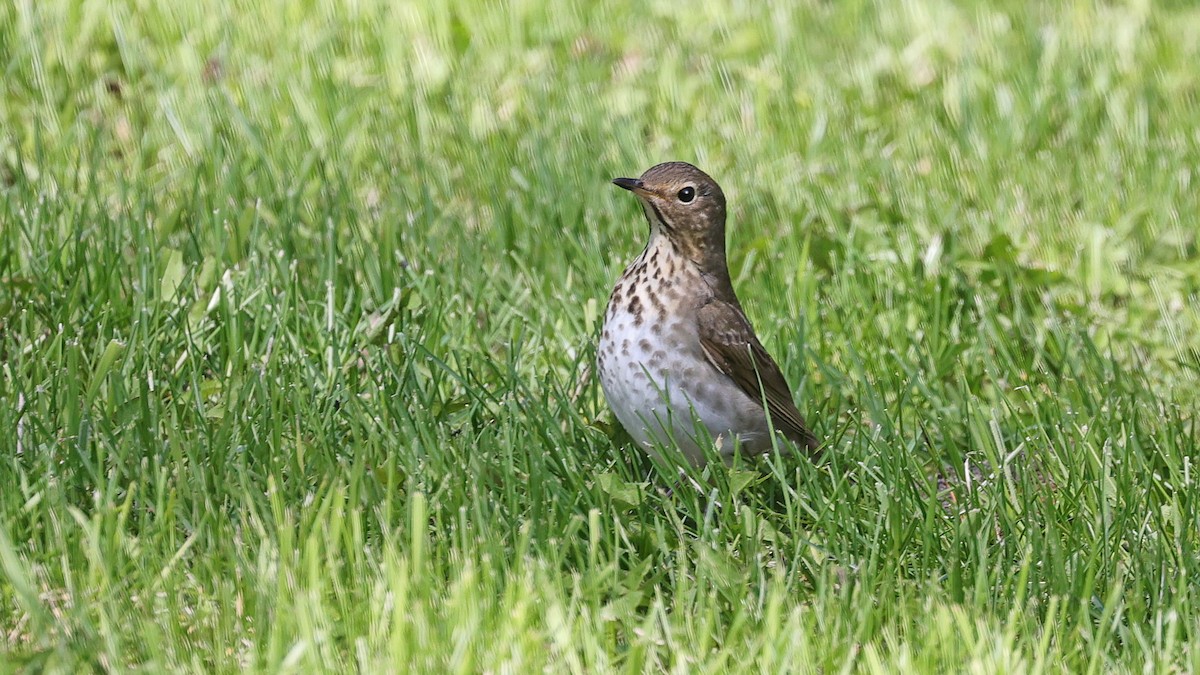 Swainson's Thrush - Curtis McCamy